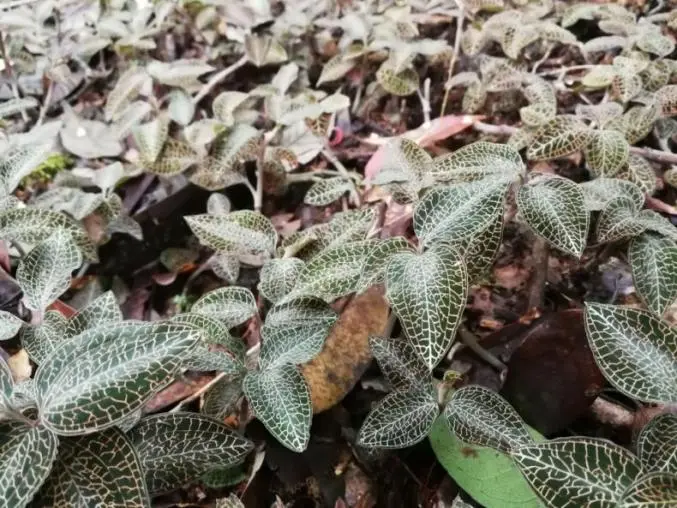 वुहानका चिनियाँ वैज्ञानिकहरूले २० वर्षको अनुसन्धानपछि एनोएक्टोचिलस रोक्सबर्गीलाई अनलक गरे र कक्षा १ अभिनव अनुसन्धानात्मक औषधि सफलतापूर्वक विकास गरे
