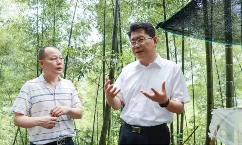 Pingxiang नगरपालिका पार्टी कमिटीका सचिव लिउ सुओले एनोएक्टोचिलस रोपण आधारको निरीक्षण गर्दै