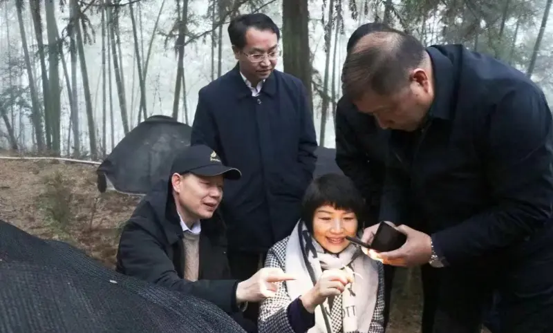 Jiangzhong फार्मास्युटिकल को पूर्व अध्यक्ष र Jiangxi प्रान्तीय पार्टी समिति को स्थायी समिति को वर्तमान सदस्य र प्रचार विभाग को निर्देशक लु Xiaoqing, हाम्रो रोपण आधार निरीक्षण